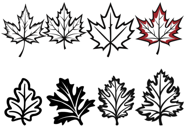 Affinity Designer – Oak Leaves